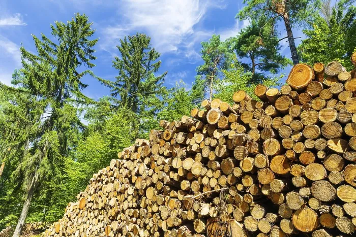 Framed Print : Woodpile in the forest, Saxon Switzerland