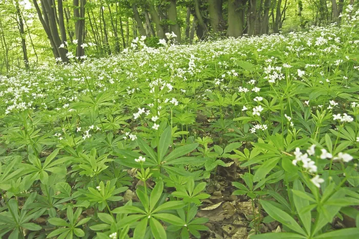 Framed Print : Woodruff in the lime beech forest (Galium odoratum)