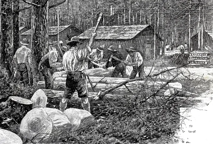 Framed Print : Woodworker in a forest destroyed by pests Framed Print : Woodworker in a forest destroyed by pests