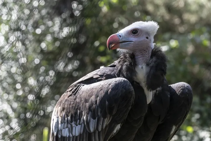 Framed Print : Woolly-headed Vulture (Trigonoceps occidentalis) Framed Print : Woolly-headed Vulture (Trigonoceps occidentalis)