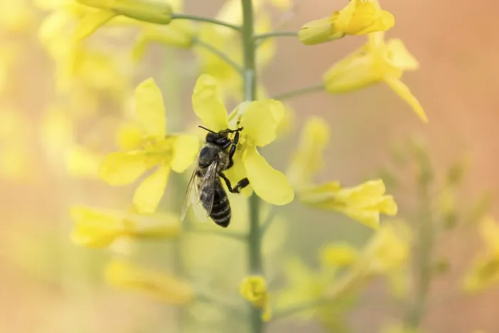 Framed Print : Worker bee on yellow flower with blurred background