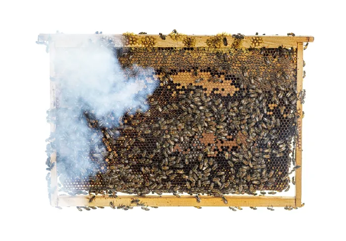 Framed Print : Many workers bees seen from above on a piece of honeycomb