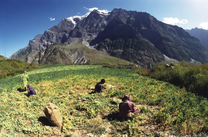 Framed Print : Workers in field, Himalayas