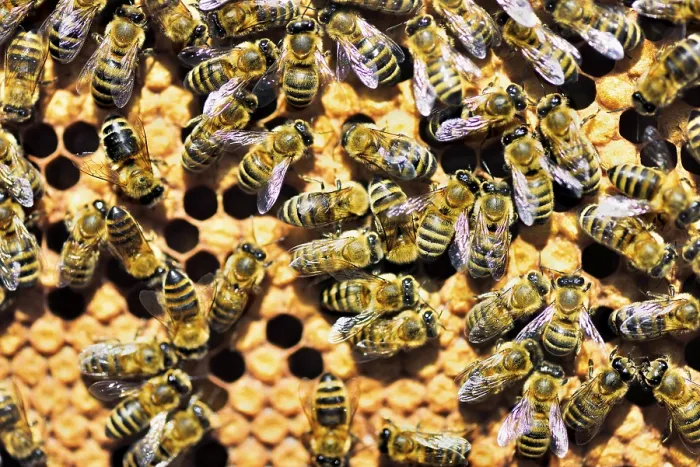 Framed Print : Workers of the honey bee (Apis mellifera var)