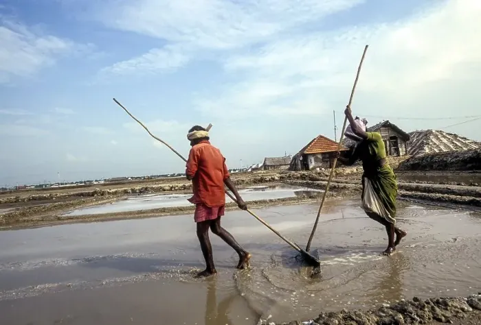 Framed Print : Workers in salt pan at Thoothukudi Tuticorin