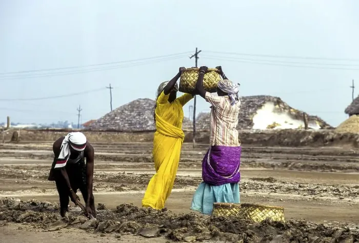 Framed Print : Workers in salt pan at Thoothukudi Tuticorin Framed Print : Workers in salt pan at Thoothukudi Tuticorin