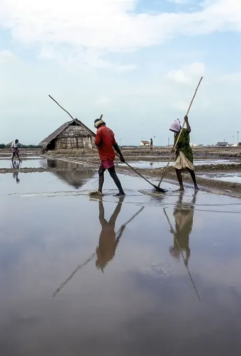 Framed Print : Workers in salt pan at Thoothukudi Tuticorin