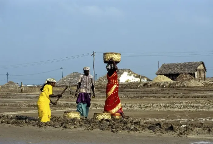 Framed Print : Workers at Salt Pan in Thoothukudi Tuticorin Framed Print : Workers at Salt Pan in Thoothukudi Tuticorin