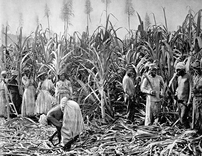 Framed Print : Workers on the sugar cane plantations Framed Print : Workers on the sugar cane plantations
