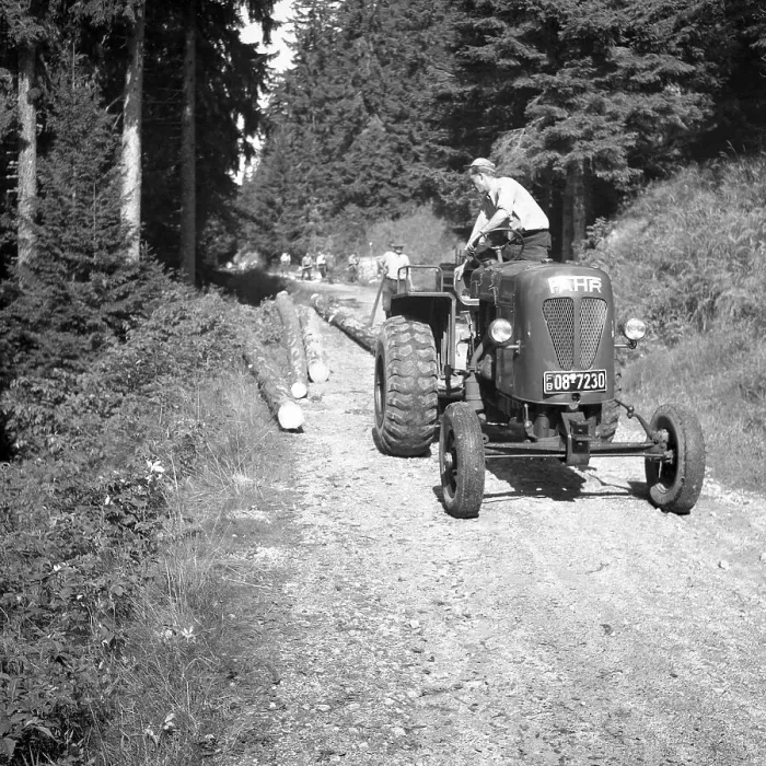Framed Print : Workers transport tree trunks along a forest path