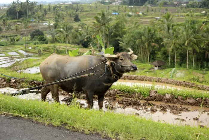 Framed Print : Working buffalo on a rice plantation