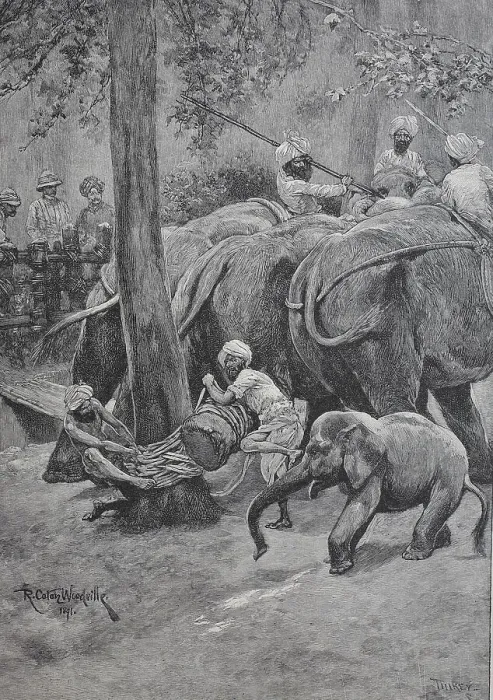 Framed Print : A working elephant is tied to a palm tree Framed Print : A working elephant is tied to a palm tree