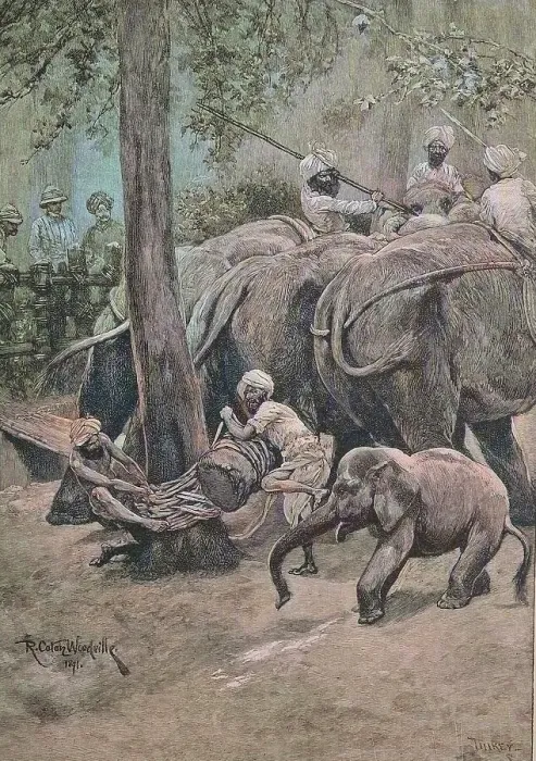 Framed Print : A working elephant is tied to a palm tree