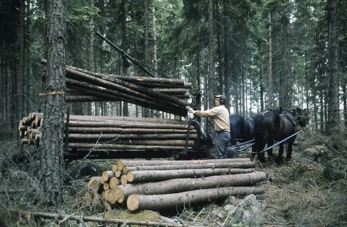 Framed Print : Working in the forest in the 1970s