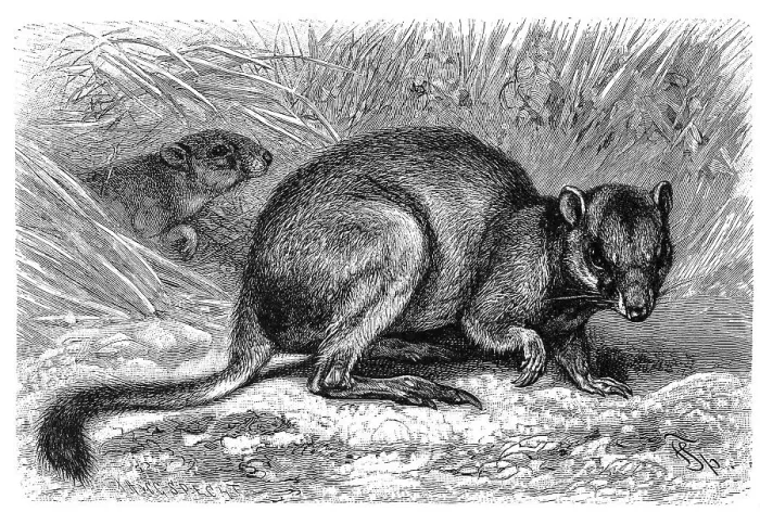 Framed Print : Woylie (Bettongia penicillata)
