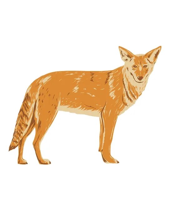 Framed Print : WPA poster art of a coyote, Canis latrans