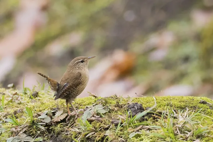 Framed Print : A wren (Troglodytes troglodytes) on moss-covered ground in an autumn environment