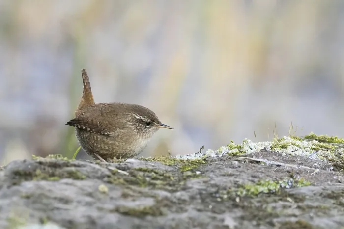 Framed Print : A wren (Troglodytes troglodytes) perches on a moss-covered rock and looks to the side