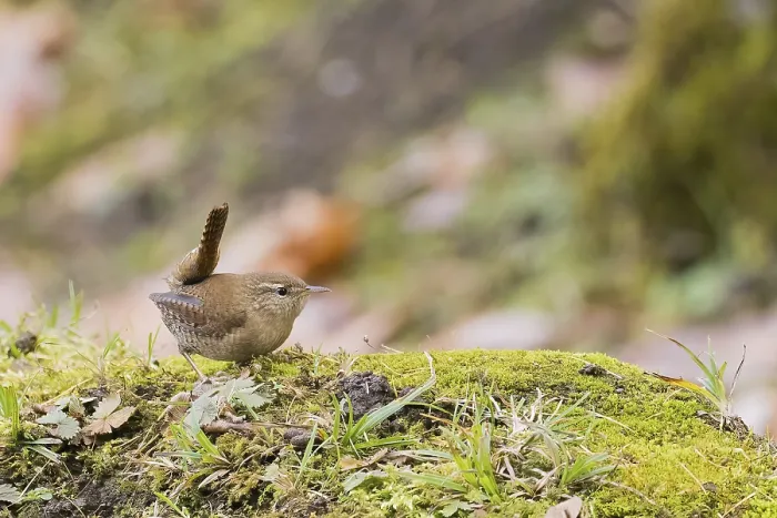 Framed Print : A wren (Troglodytes troglodytes) sits on moss-covered ground in an autumn environment