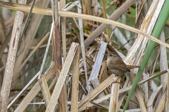 Framed Print : Wren (Troglodytes troglodytes) sitting on the banks of a pond