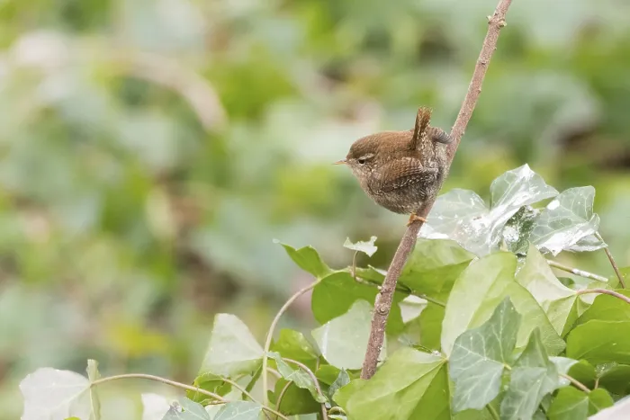 Framed Print : A wren (Troglodytes troglodytes) sitting on a branch surrounded by green leaves