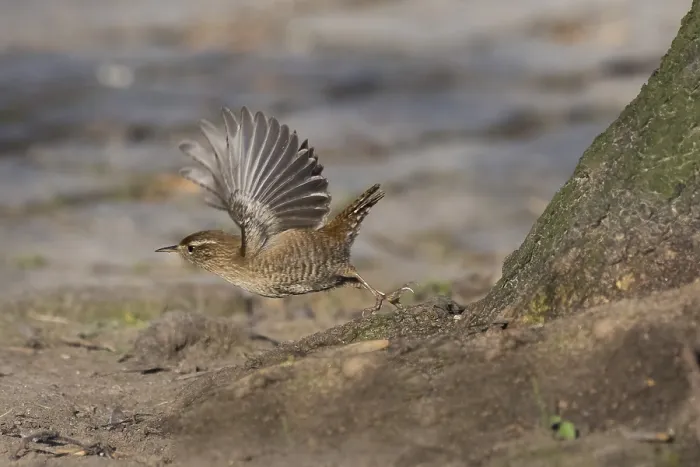 Framed Print : A wren (Troglodytes troglodytes) taking off with its wings spread out next to a tree trunk