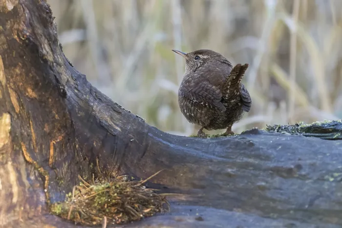 Framed Print : A wren (Troglodytes troglodytes) on a tree trunk in a natural environment