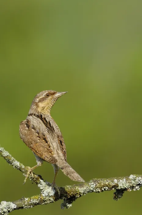 Framed Print : Wryneck (Jynx torquilla)