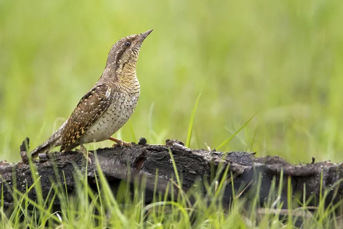 Framed Print : Wryneck (Jynx torquilla) foraging for ants