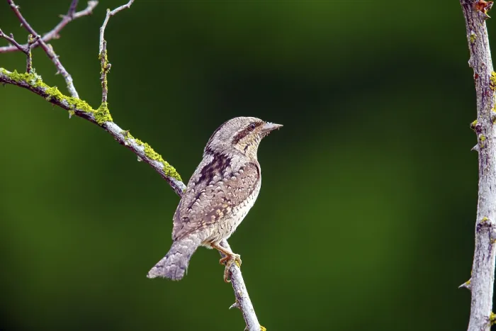 Framed Print : Wryneck, (Jynx torquilla), turning neck Framed Print : Wryneck, (Jynx torquilla), turning neck
