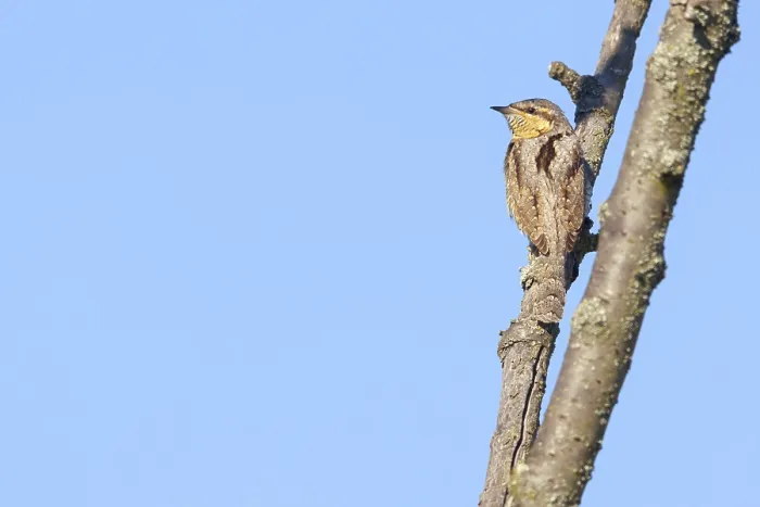 Framed Print : Wryneck on perch, (Jynx torquilla)