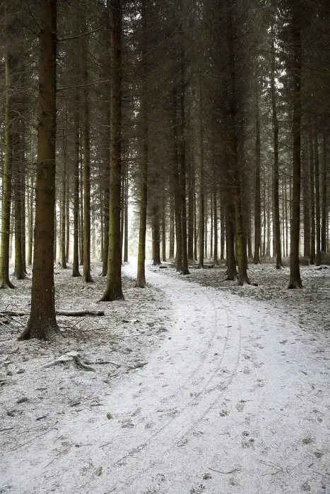Framed Print : Wuerselener Forest in winter, near Aachen Framed Print : Wuerselener Forest in winter, near Aachen