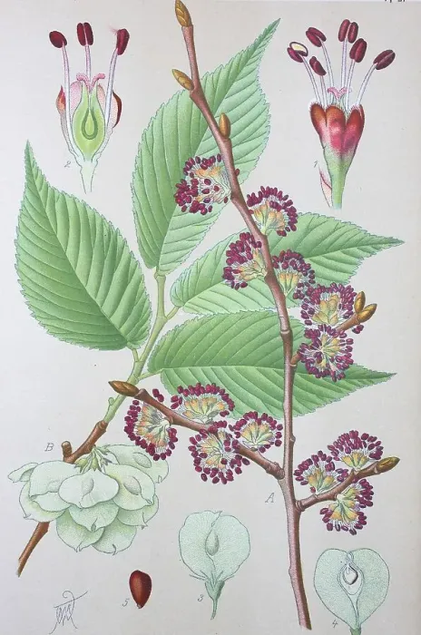 Framed Print : Wych Elm (Ulmus glabra), historical illustration from 1885