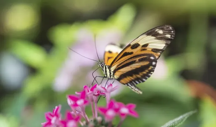 Framed Print : Xanthocles longwing (Heliconius xanthocles) sitting on pink flower