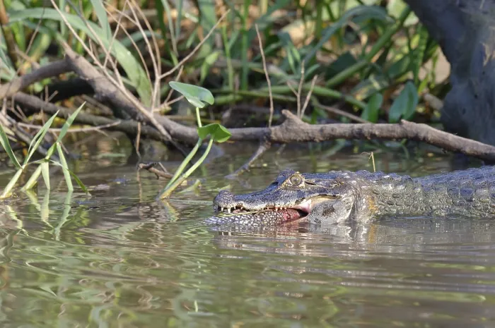 Framed Print : Yacare caiman (Caiman yacare) devouring a catfish Framed Print : Yacare caiman (Caiman yacare) devouring a catfish