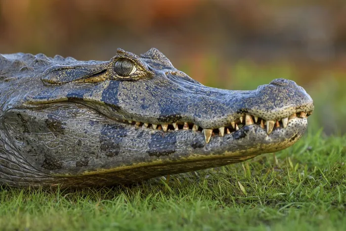 Framed Print : Yacare caiman (Caiman yacare), head Framed Print : Yacare caiman (Caiman yacare), head