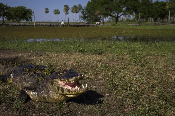 Framed Print : Yacare Caiman, crocodile with open mouth on a green meadow in wetlands in the Pantanal