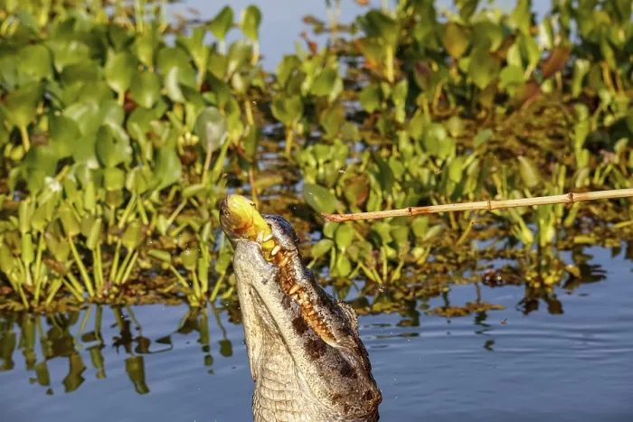 Framed Print : Yacare caiman jumps out of water for and caught a piranha