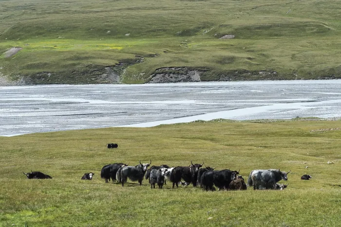 Framed Print : Yak (Bos grunniens) herd, Sary Jaz valley
