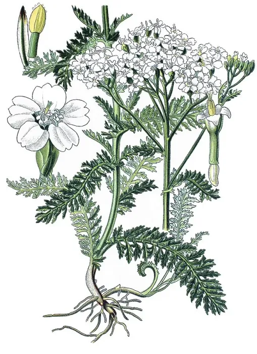 Framed Print : Yarrow (Achillea millefolium), a medicinal plant