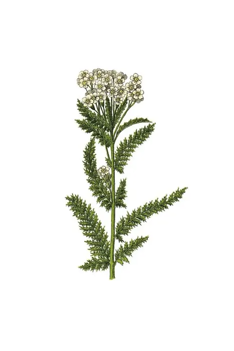 Framed Print : Yarrow, historical illustration Framed Print : Yarrow, historical illustration