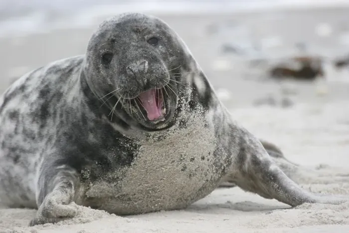 Framed Print : Yawning horsehaed seal Framed Print : Yawning horsehaed seal