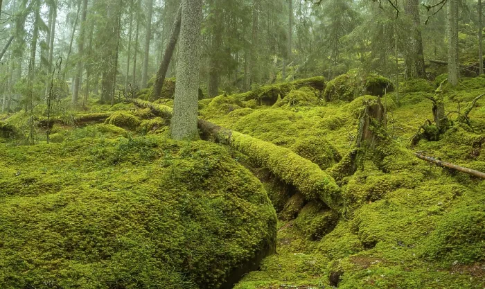Framed Print : Ycke natural reserv is an old conifer forest in Sweden
