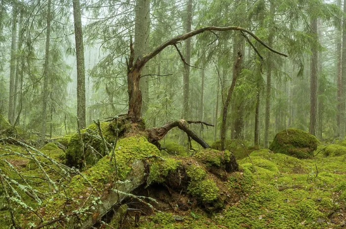 Framed Print : Ycke natural reserv is an old conifer forest in Sweden