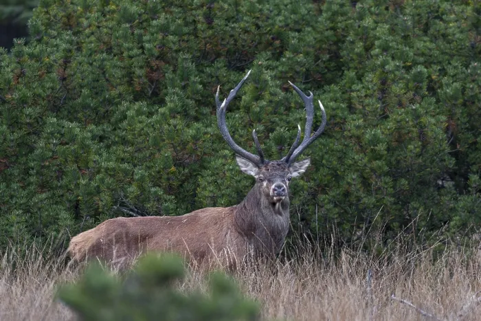 Framed Print : A year earlier I was able to photograph this red deer (Cervus elaphus) not far from this spot