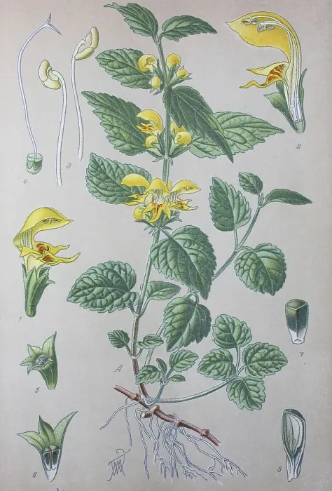 Framed Print : Yellow archangel (Lamium galeobdolon) Framed Print : Yellow archangel (Lamium galeobdolon)