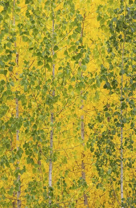 Framed Print : Yellow aspens (Populus tremula) in autumnal colours Framed Print : Yellow aspens (Populus tremula) in autumnal colours