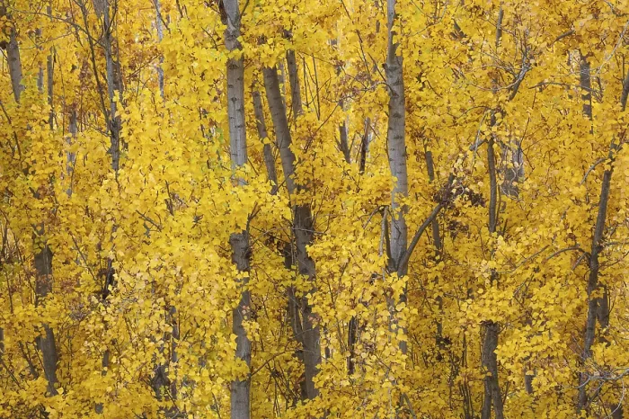 Framed Print : Yellow aspens (Populus tremula) in autumnal colours