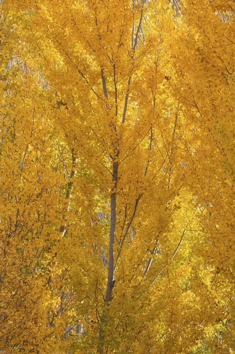 Framed Print : Yellow aspens (Populus tremula) in autumnal colours