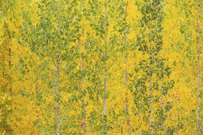Framed Print : Yellow aspens (Populus tremula) in autumnal colours Framed Print : Yellow aspens (Populus tremula) in autumnal colours